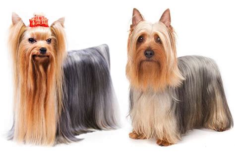 Yorkshire Terrier vs. Silky Terrier: How to Tell the Difference | Silky ...