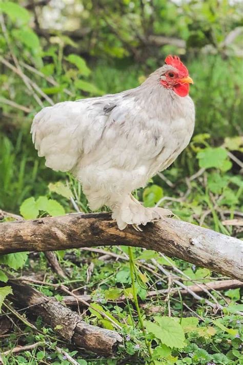 Top 8 Small Chicken Breeds (With Pictures & Videos)