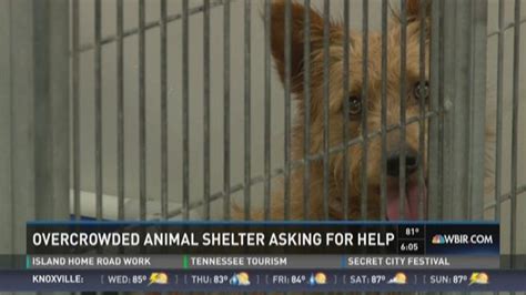 Knoxville animal shelter faces overcrowding issues