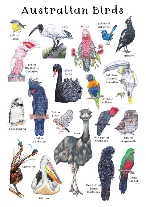 Australian Birds With Name