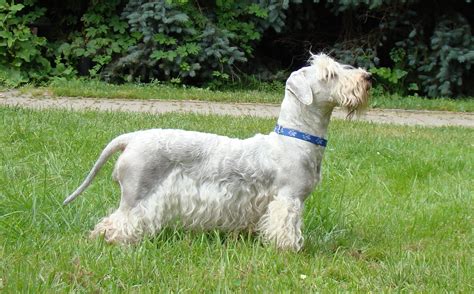 Cesky Terrier - Puppies, Rescue, Pictures, Information, Temperament ...