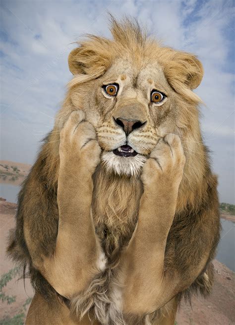 5 Funny Lion Pictures - Lund-Roeser Photography