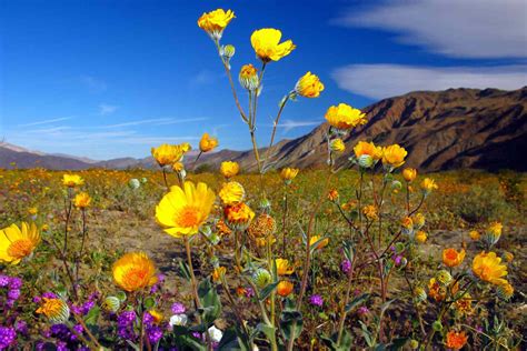 California's Largest State Park Has the Best Wildflower Super Blooms in ...