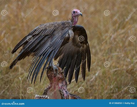 Vulture feeding stock photo. Image of vultures, wild - 41386850