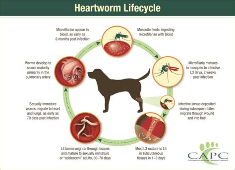 Heartworm, Eastern equine encephalitis FAQ: Is there a vaccine? What are symptoms? - cleveland.com