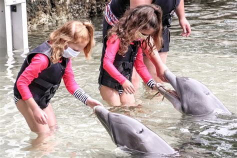 DOLPHIN INTERACTION IN KEY LARGO? | Wandering Wisniewskis