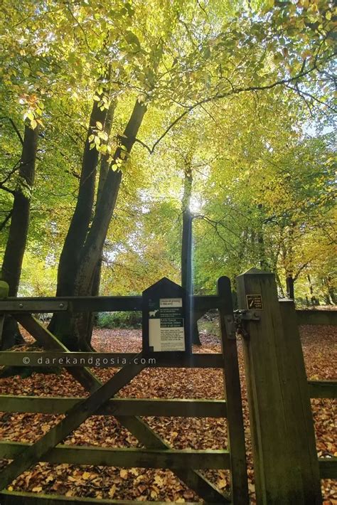 Burnham Beeches walks - England's Top Ancient Woodland!