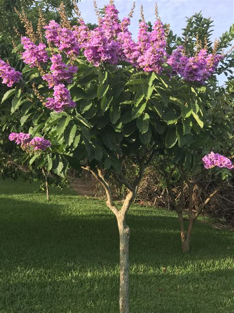 Queen's Crepe Myrtle, Lagerstromia Speciosa, Pride of India Crepe ...