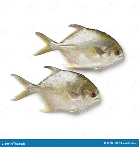 Pair of Fresh Raw Golden Pomfret Fishes Stock Image - Image of uncooked, natural: 162804223