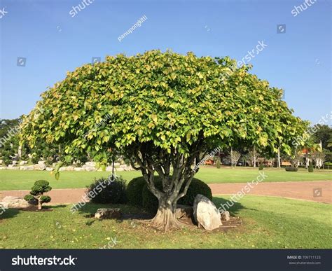 3,319 Peepal Tree Images, Stock Photos, 3D objects, & Vectors | Shutterstock