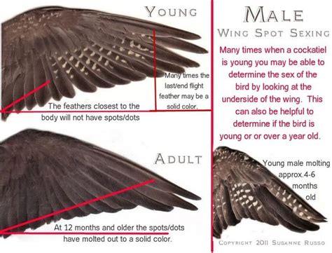 Anatomy of Birds: Cockatiel Wing