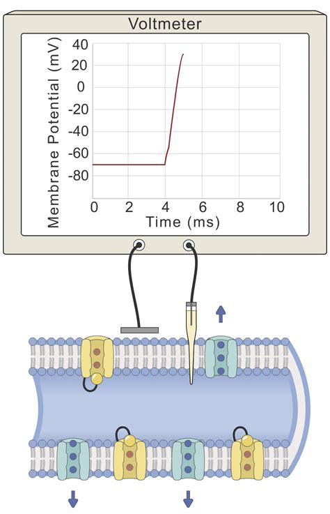 The Action Potential (Media) – Human Bio Media