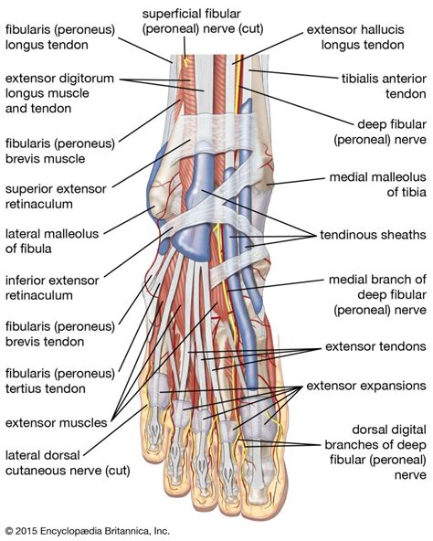 Foot Muscle - Origin, Insertion, Nerve Supply, Functions - Rxharun