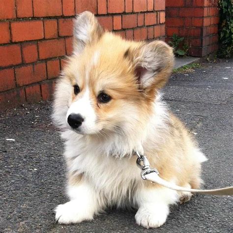 Fluffy Corgi Puppy For Sale