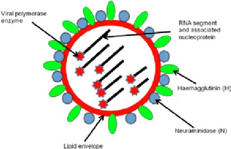 The structure of an influenza virus | Download Scientific Diagram