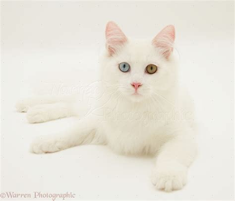 Odd-eyed white cat photo WP21567