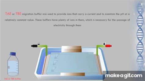 Agarose Gel Electrophoresis Animation on Make a GIF