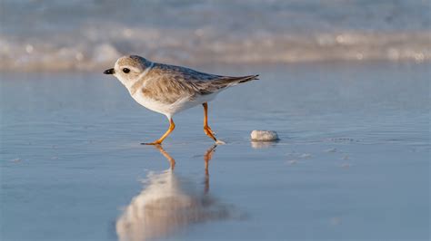 Life Cycle Of A Piping Plover