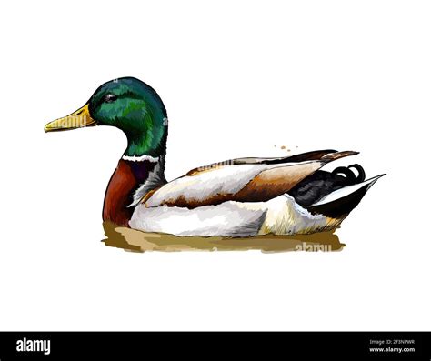 Duck from a splash of watercolor, colored drawing, realistic. Vector illustration of paints ...