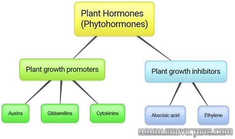 CBSE Papers, Questions, Answers, MCQ ...: CBSE Class 10 - Biology - Study Notes about Plant ...