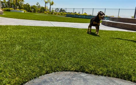 Pet Turf Installation in Texas [100% Safe] // IDEAL TURF