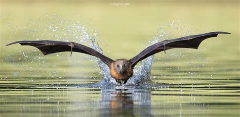 Flying foxes in SA exposed to zoonotic viruses | Newsroom | University of Adelaide