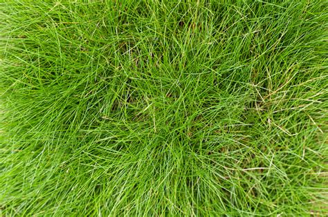 Lawn Spotlight – Fescue Grass in Georgia - Proactive Pest Control