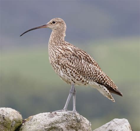 Another Bird Blog: Curlew Morn