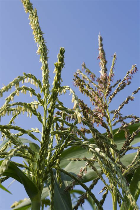 Hand pollinating Dan's blue-blond sweet corn - Guest blog by PFI member John Whitson - Practical ...