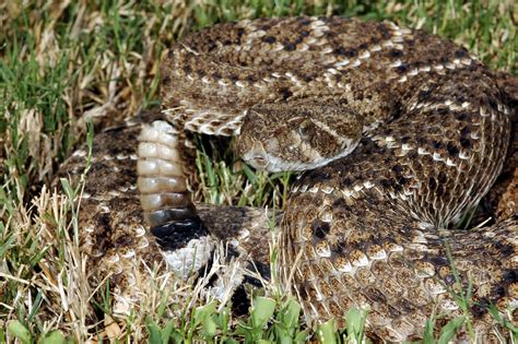 Reptiles y demás animales: Serpiente de cascabel (Crotalus atrox)