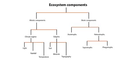 Ecosystem: Definition, Structure, Functions & Types