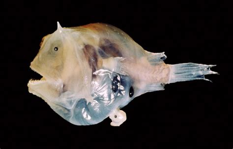 Phantom anglerfish – Deep-sea creatures – Te Ara Encyclopedia of New ...