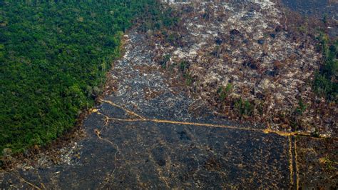 Brazil’s Amazon deforestation surges to 15-year high | BreezyScroll