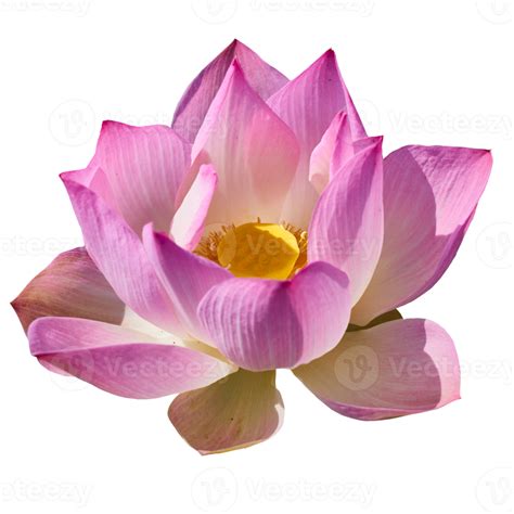 schöne lotusblume png transparent 12996209 PNG