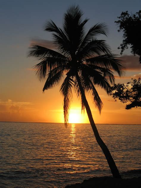 Beach With Palm Trees And Sunset Widescreen 2 High Definition (HD ... | Trees | Pinterest ...