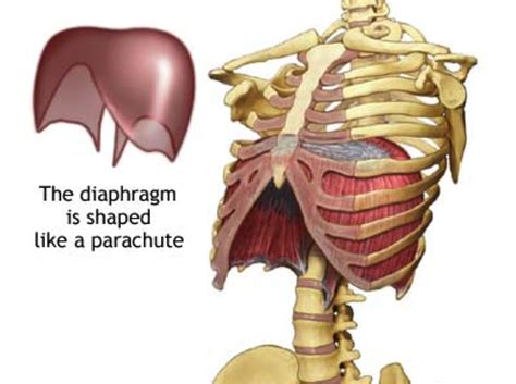 The Power of the Diaphragm - Part I - Yoga Medicine