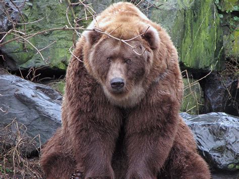 🔥 Kodiak Bear : r/NatureIsFuckingLit