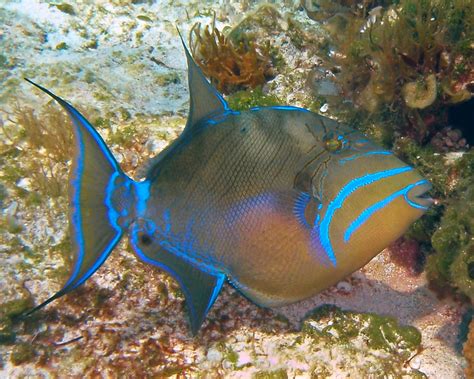 Balistes vetula (queen triggerfish) (San Salvador Island, … | Flickr