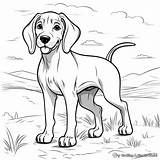 Hound Dog Coloring Pages  Free & Printable sketch template