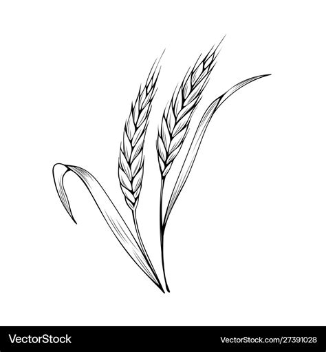 Wheat spikelet coloring book Royalty Free Vector Image