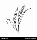Wheat Coloring Grain Grains Bread Pages Whole Color Printable Pasta  sketch template