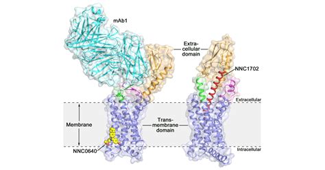 Glucagon Receptor Structure Offers New Opportunities for Type 2 Diabetes Drug Discovery