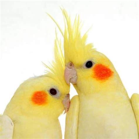 Pin by América Alvarez A on Loves of my life/ Apart of me! | Cockatiel, Pet birds, Cute birds