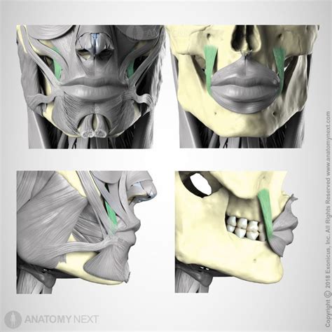 Levator anguli oris | Encyclopedia | Anatomy.app | Learn anatomy | 3D ...