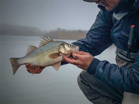 white perch eating - Natural Brazil