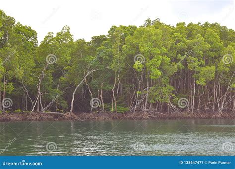 Mangrove Trees in Forest and Water Creek - Green Landscape - Baratang Island, Andaman Nicobar ...