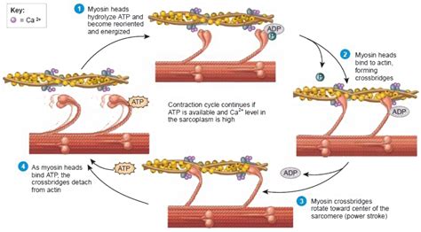 bring out the role of calcium ions and ATP in muscle contraction