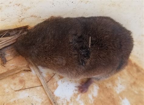 Woodland Vole from Union County, GA, USA on July 15, 2020 at 07:22 PM ...