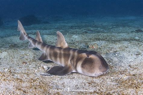 Japanese Bullhead Shark - Heterodontus japonicus