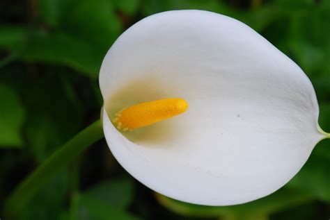 Zantedeschia aethiopica – PlantRight